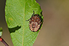 Carpocoris pudicus